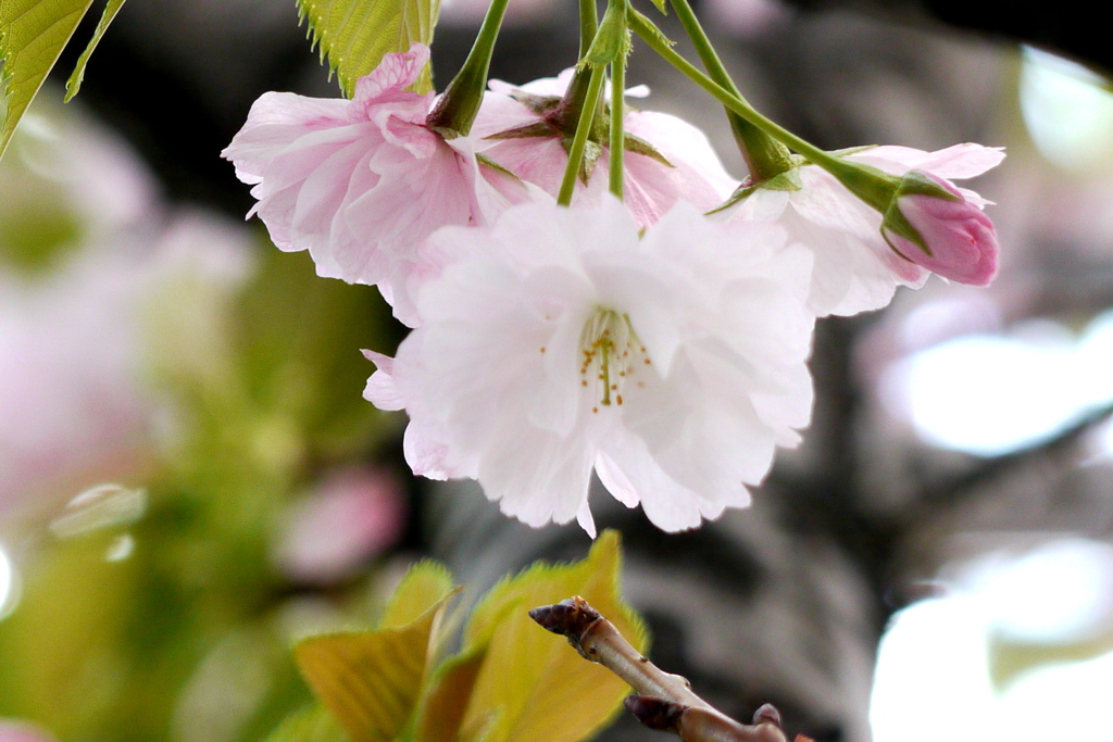 千住の街路に植えられた一葉桜