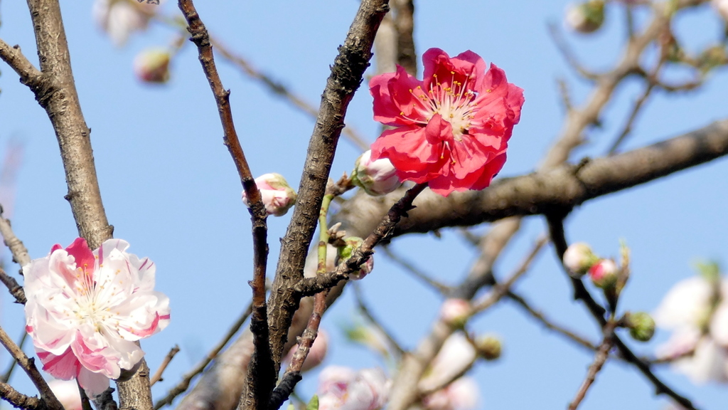荒川堤のげんぺいはなももが