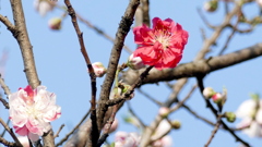 荒川堤のげんぺいはなももが