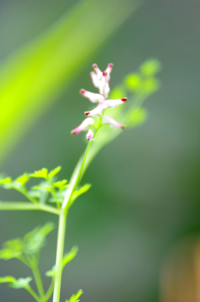 か細いが旺盛な生命力
