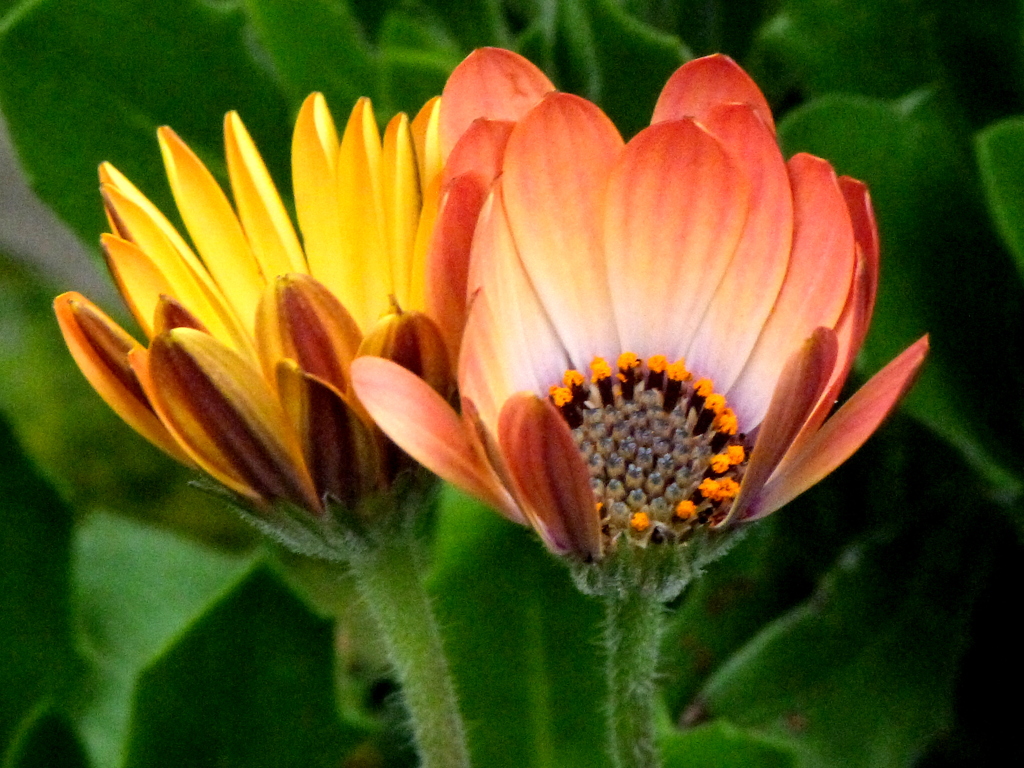 近所のオステオスペルマム