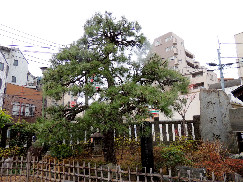 御行の松