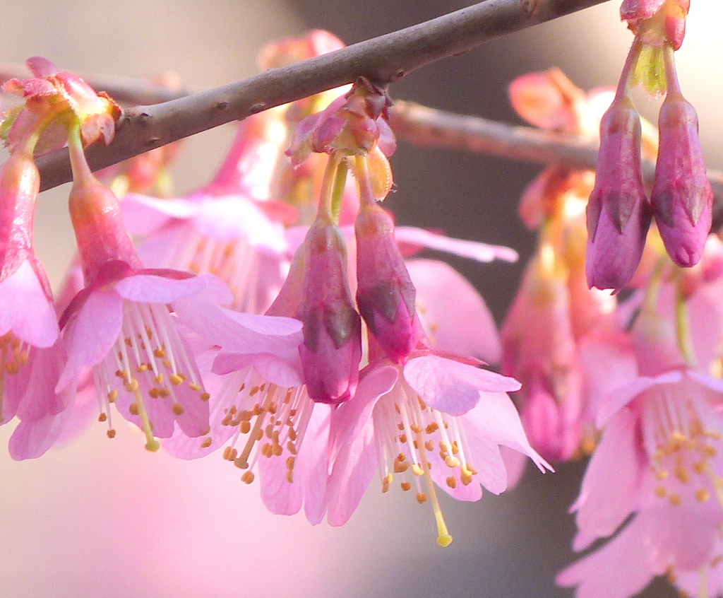 親の寒緋桜の特徴のあるおかめ桜英国出身