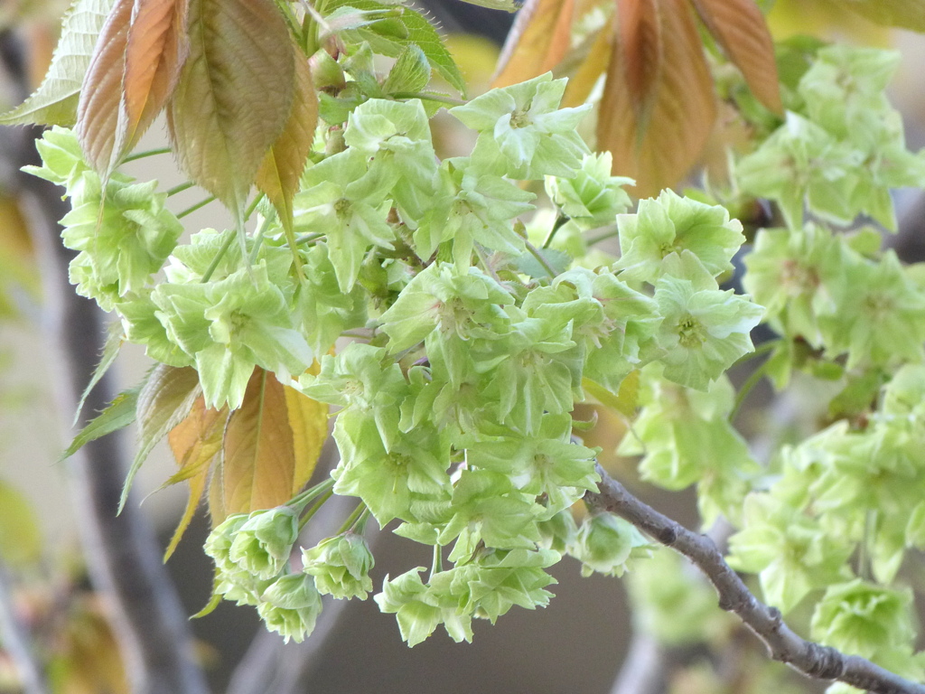 高速下の街路樹の御衣黄桜