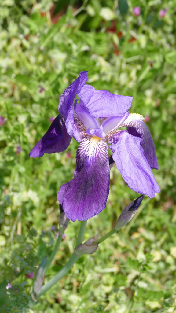 ジャーマンアイリス