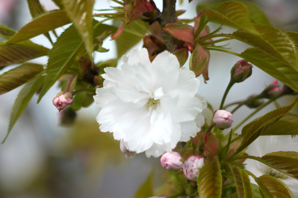 増山桜