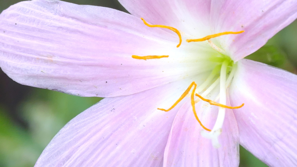 ゼフィランサスの蕊