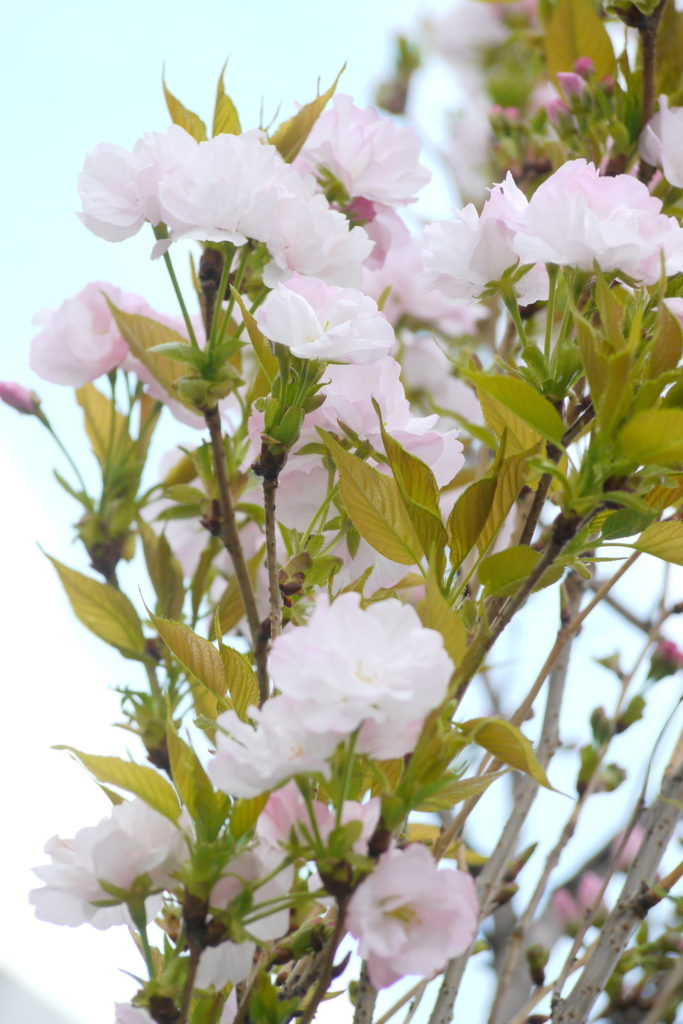 千住墨堤通りの並木天の川桜