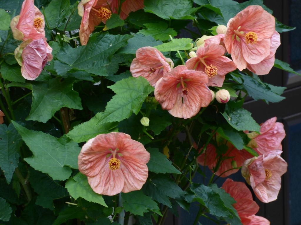 アブチロン満開