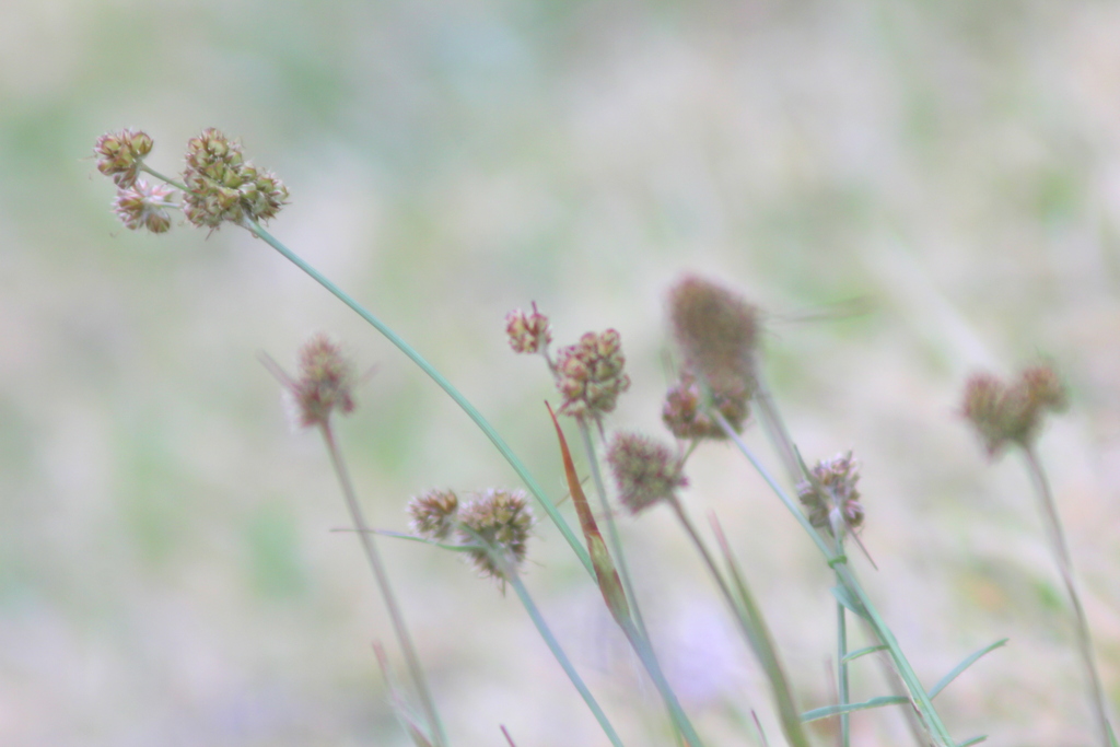 MF420ｍｍF8.3でで撮ったスズメノヤリ