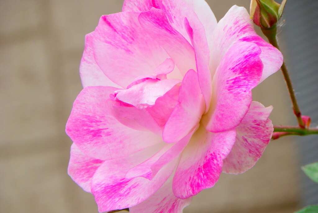 ピンクの薔薇