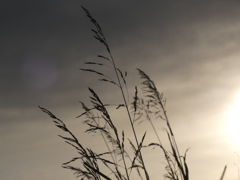 草むらの落日３