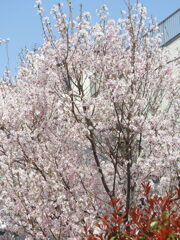 公園のレッドロビンの奥に満開の小彼岸桜