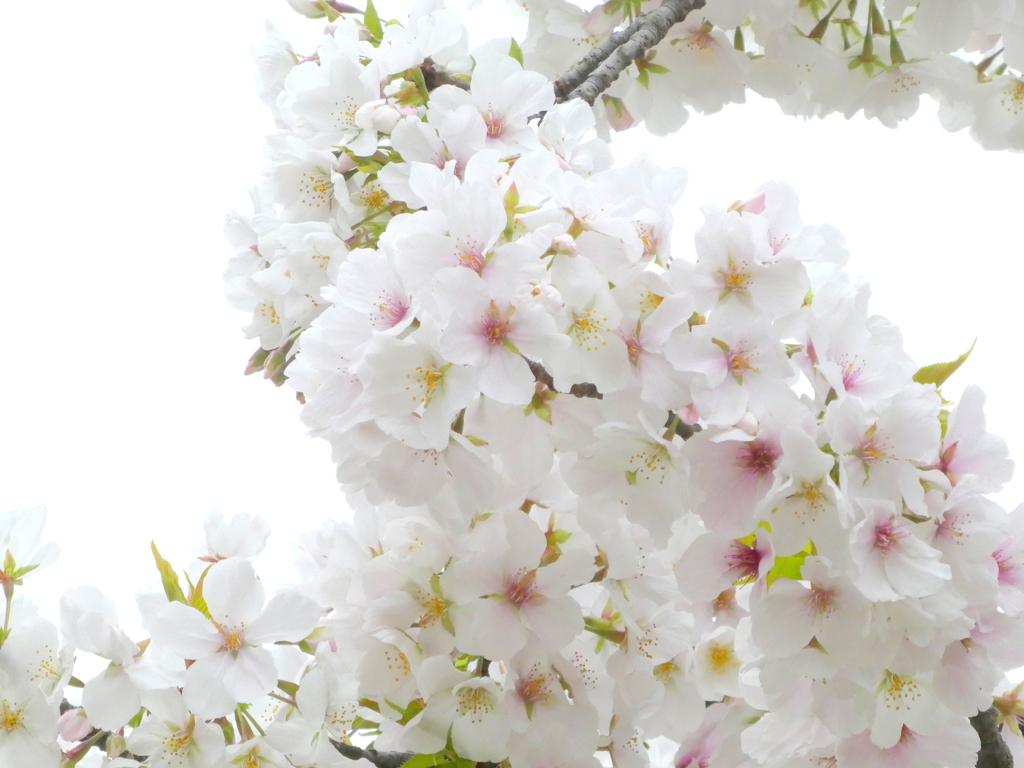 小石川植物園の天城吉野桜