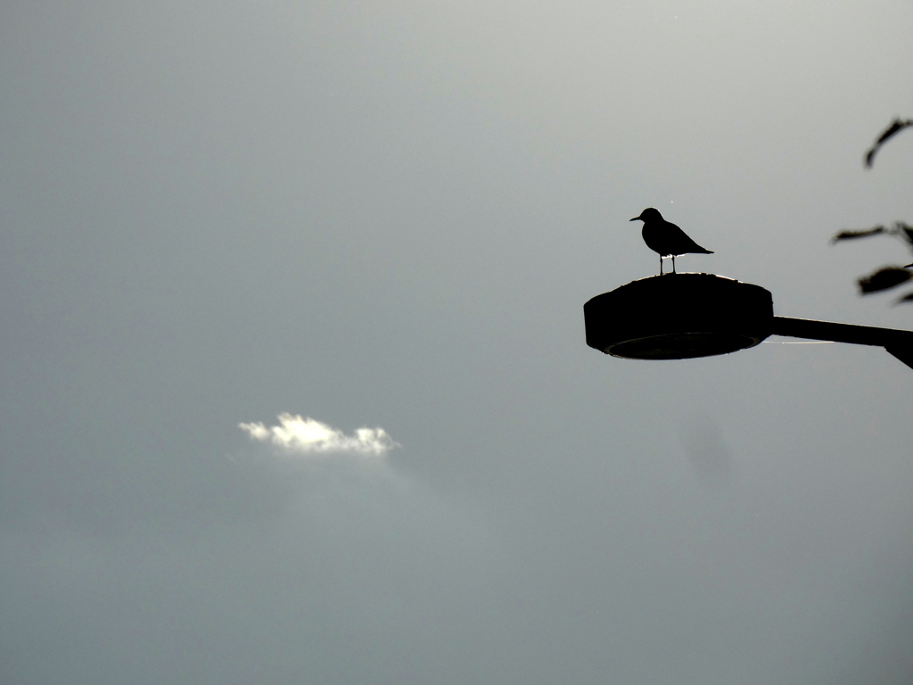 一点の雲と一羽の椋鳥