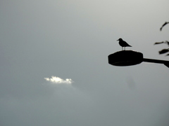 一点の雲と一羽の椋鳥