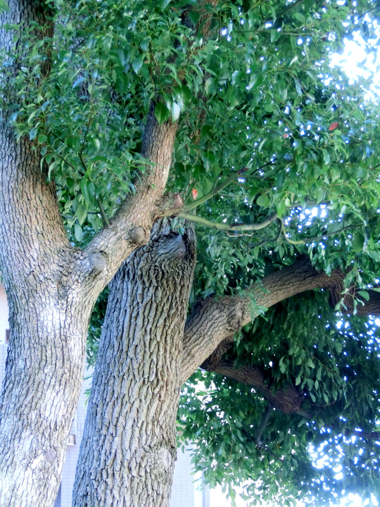 マンションの玄関の樟