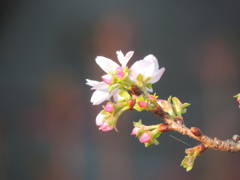 十月桜の蕾