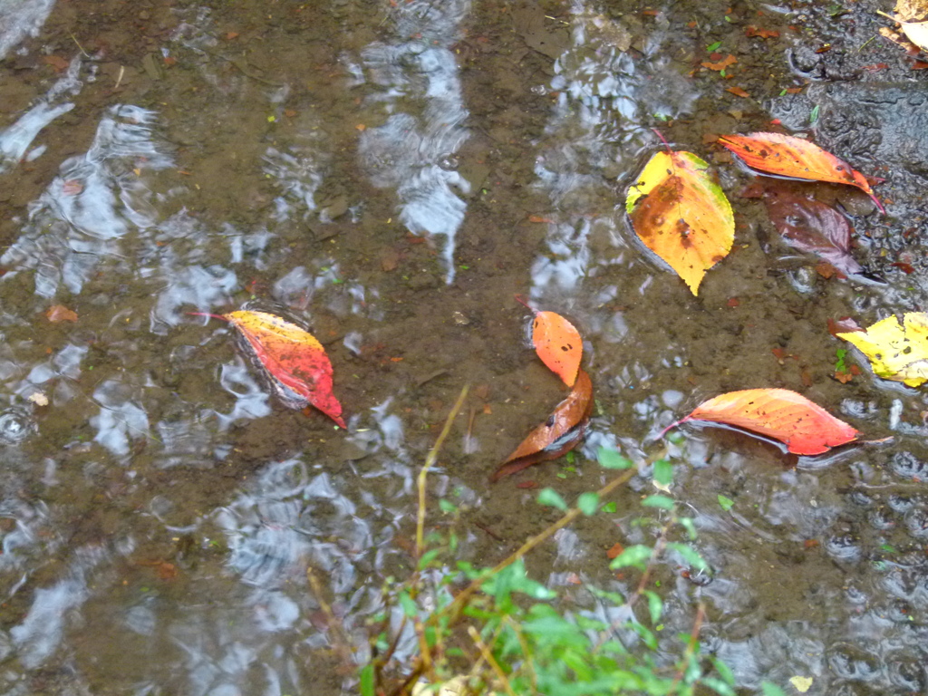 雨上がり