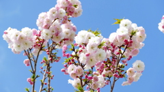 荒川堤の里ザクラの松月