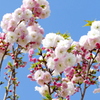 荒川堤の里ザクラの松月