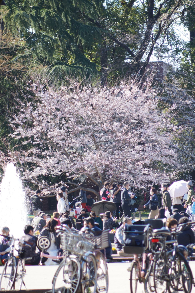 上野公園の小松乙女の人気