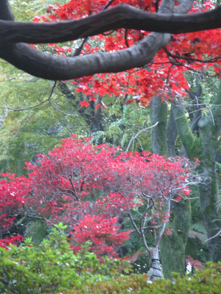 六義園のイロハ紅葉と満天星つつじの紅葉