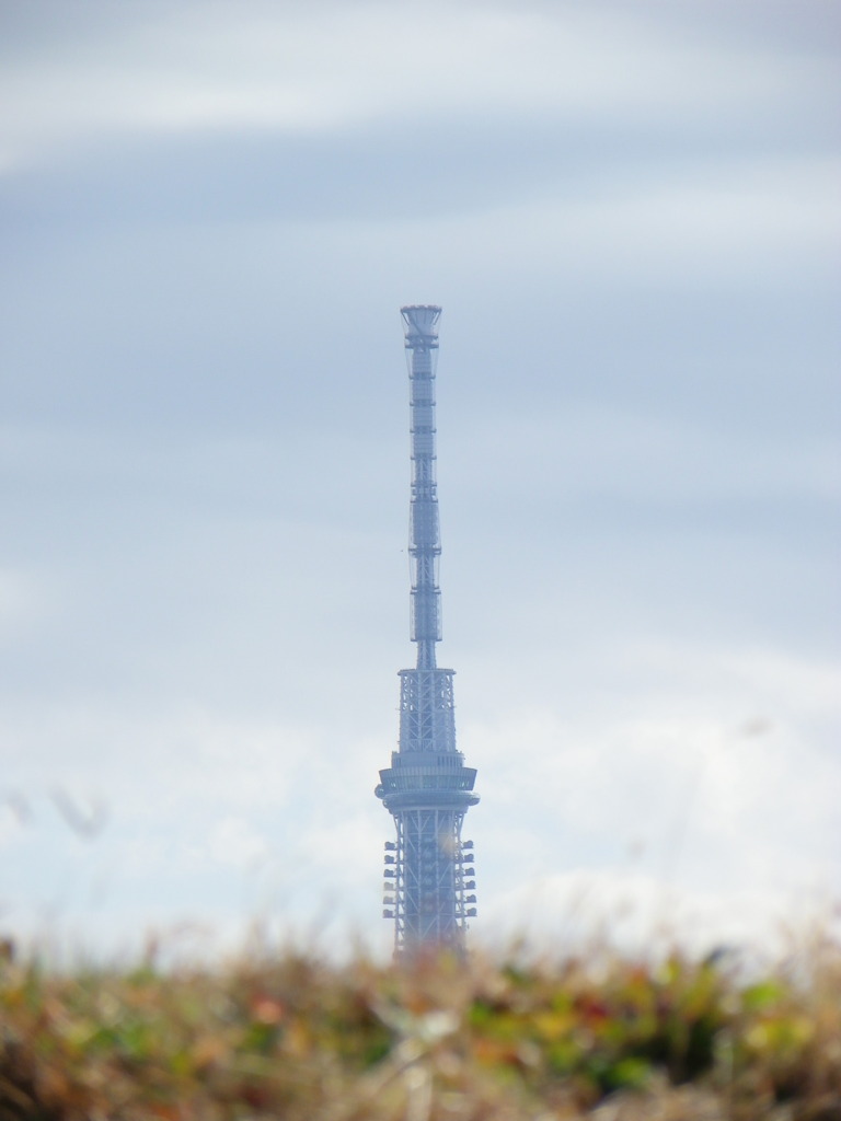 ワンドの土手の東京スカイツリー