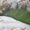 皇居の千鳥ヶ淵の桜