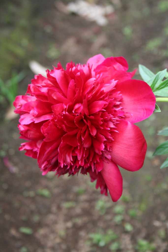 西新井大師のシャクヤク５