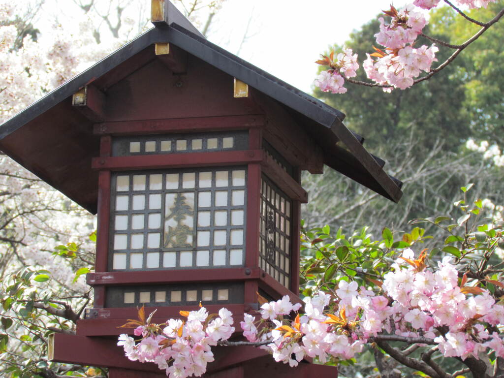 上野の御車返しの桜