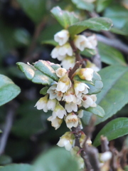 はまひさかきのはなが旬