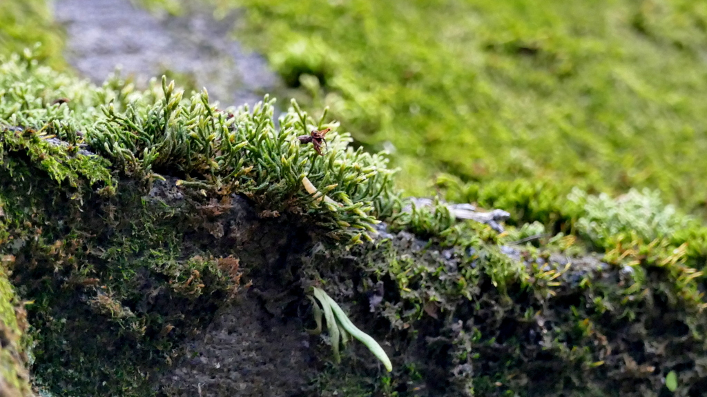 苔むした上野東照宮の石灯籠