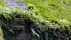 苔むした上野東照宮の石灯籠