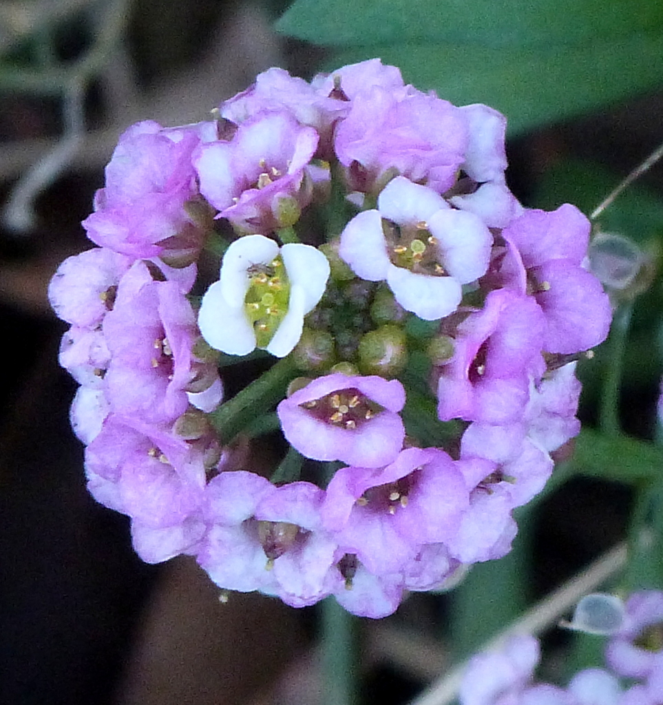 白交じりのムラサキのスイートアリッサム