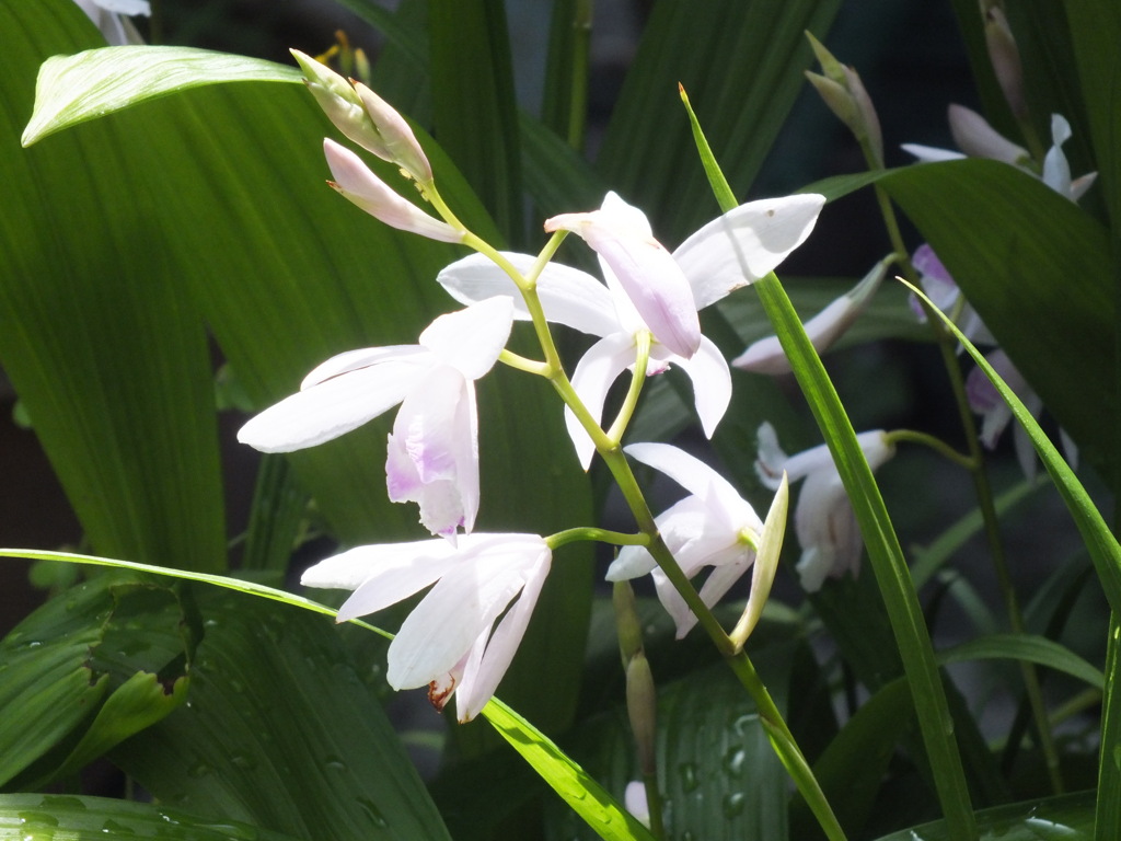 近所の白いシラン