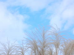 千住の旧水戸街道の空き地の空