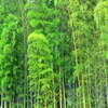 五浦の旅館の竹林