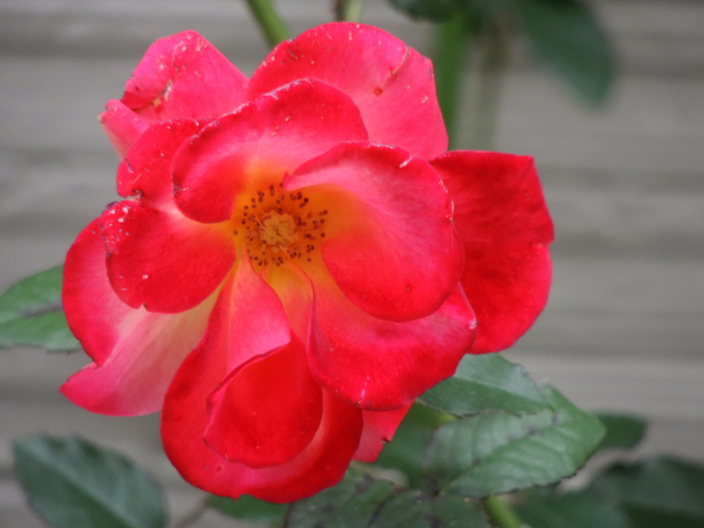 薔薇の好きな家の赤いばら