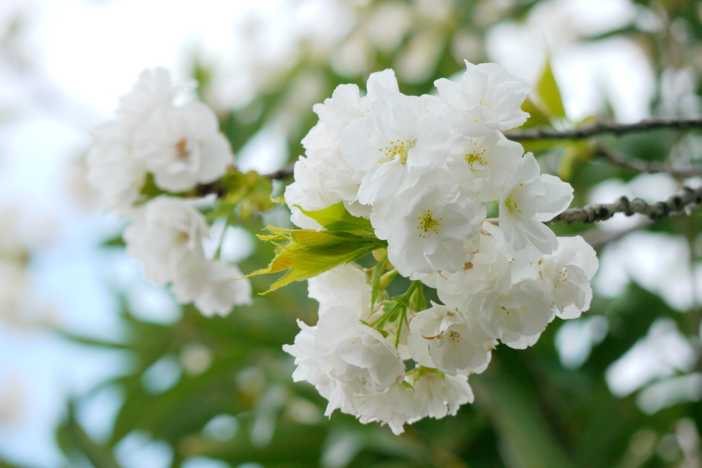 千住都民タワーの白妙桜