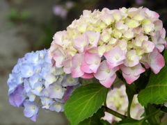 ピンクと水色お似合い