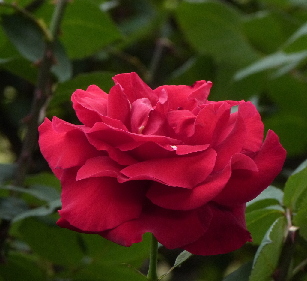 日比谷公園の薔薇・ミスターリンカーン