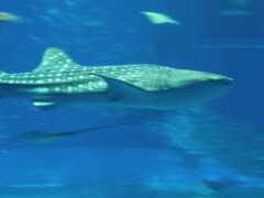 美ら海水族館のジンベイザメ水平