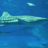 美ら海水族館のジンベイザメ水平