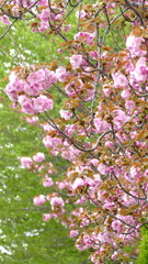 千住大橋の桜稲荷神社の里ザクラの関山