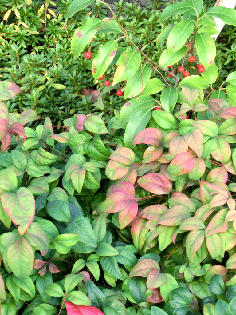 紅葉してないオタフクナンテンとソヨゴの根元の赤い実