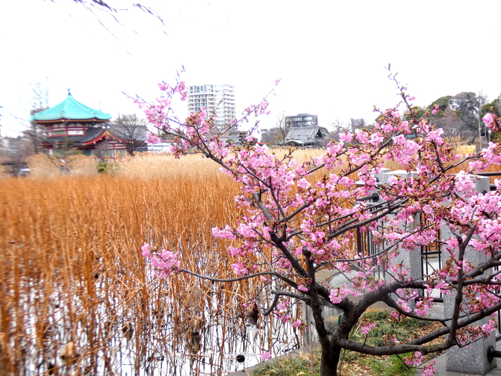 あしよしのはえる不忍池の河津桜