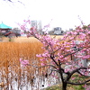 あしよしのはえる不忍池の河津桜