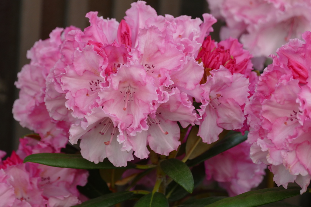 シャクナゲ好きな民家のピンクのセイヨウシャクナゲ