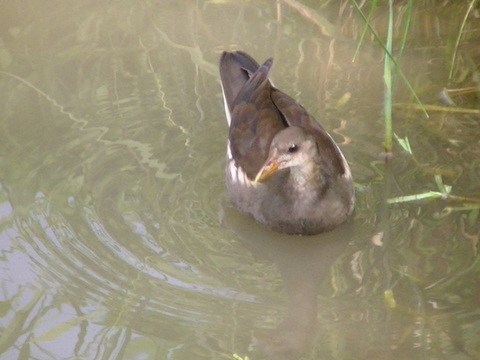 尾久の原公園の池にて、バンの幼鳥